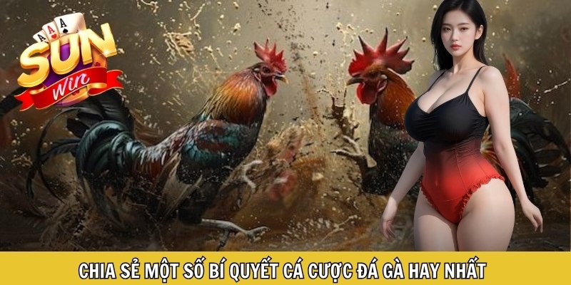 Chia sẻ một số bí quyết cá cược đá gà hay nhất