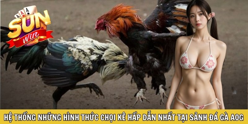 Hệ thống những hình thức chọi kê hấp dẫn nhất tại sảnh đá gà AOG
