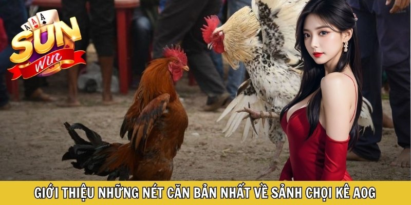 Giới thiệu những nét căn bản nhất về sảnh chọi kê AOG
