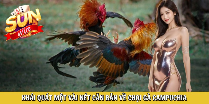 Khái quát một vài nét căn bản về chọi gà Campuchia