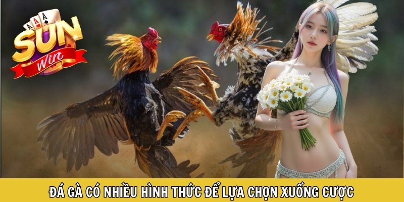 Đá gà có nhiều hình thức để lựa chọn xuống cược