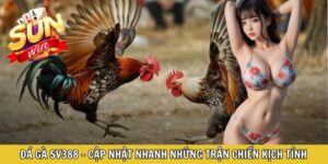 Đá Gà SV388 - Cập Nhật Nhanh Những Trận Chiến Kịch Tính