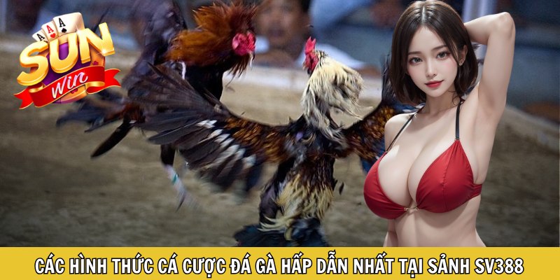 Các hình thức cá cược đá gà hấp dẫn nhất tại sảnh SV388
