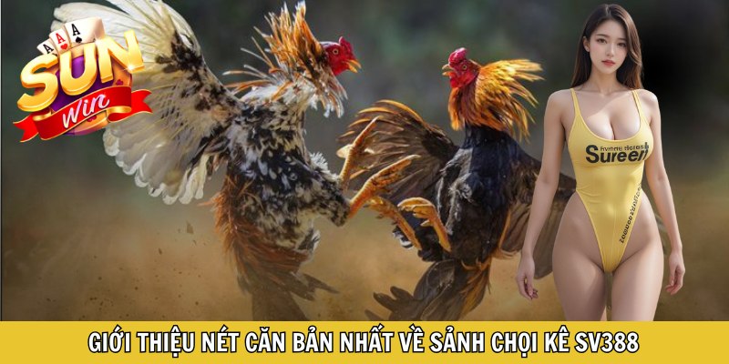 Giới thiệu nét căn bản nhất về sảnh chọi kê SV388